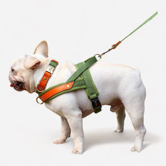 Didog No-Pull Padded Dog Harness Set - canineheavencanineheaven