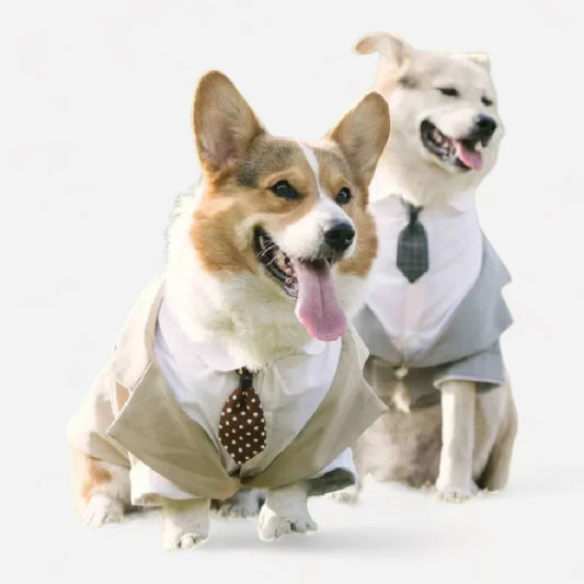 Elegant Boy Dog Tuxedo - canineheavencanineheaven